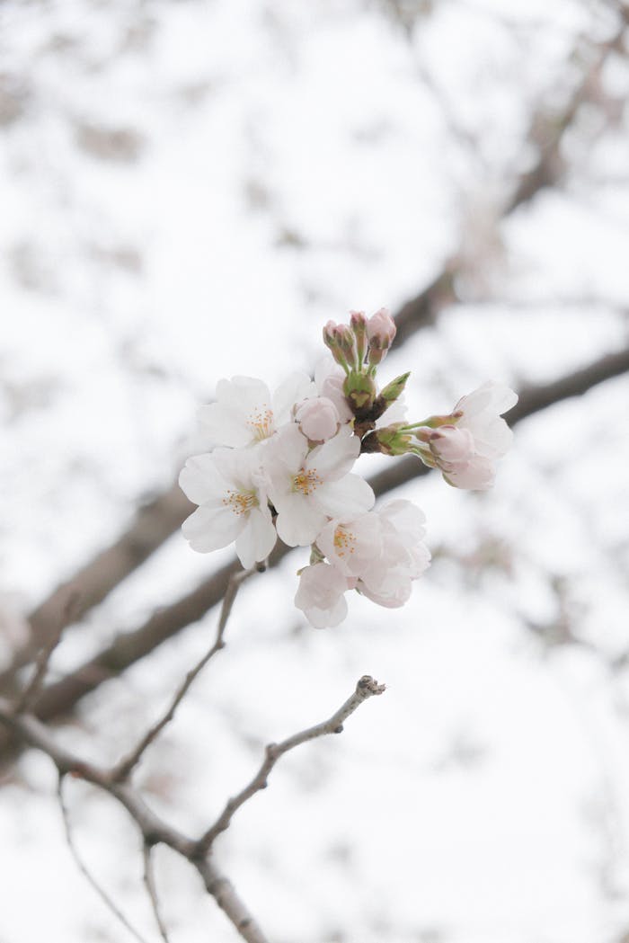 Mastering the First Impression: Your intriguing post title goes here Delicate white cherry blossoms blooming on a branch against a soft background, capturing springs essence.