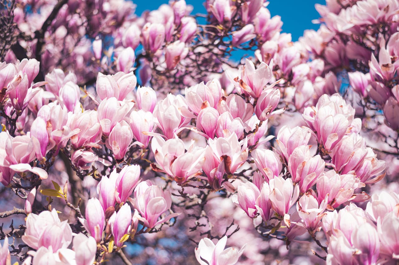 Crafting Captivating Headlines: Your awesome post title goes here Delicate pink magnolia blossoms in full bloom against a clear blue sky in Karlovy Vary.