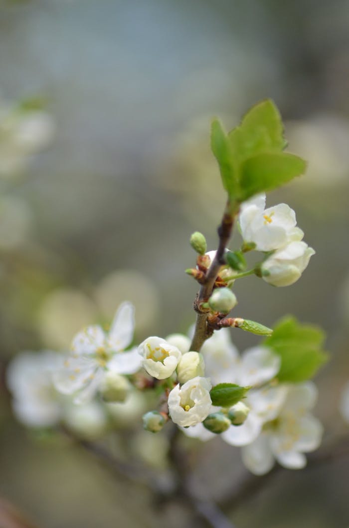 The Art of Drawing Readers In: Your attractive post title goes here Close-up of delicate white flowers blooming on a branch in spring.